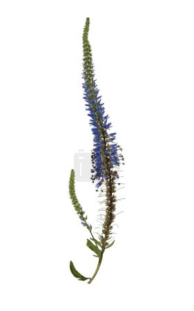 Trocken gepresste blaue Blume Veronica longifolia isoliert auf weißem Hintergrund. Gestaltungselement für Collage, Postkarte, Rahmen, Innendekoration, Erstellung von Oshibana.