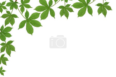 Spring corner arrangement. Frame of young chestnut leaves isolated on white background. Design element for creating collage or designs, postcards, invitations. 