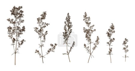Set with beautiful dried pressed meadow flowers isolated on white background. Design element for creating collage, postcard, frame, interior decoration, creating oshibana.