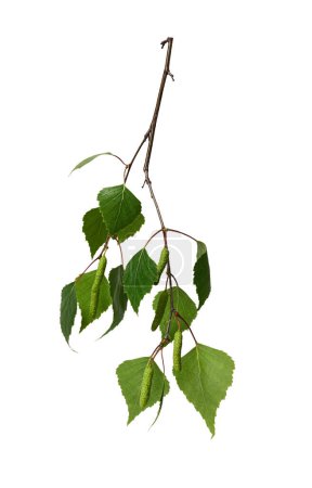 A branch with young green birch leaves isolated on a white background. Design element for collage or seasonal design, postcards, invitations.