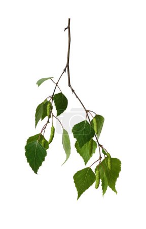 A branch with young green birch leaves isolated on a white background. Design element for collage or seasonal design, postcards, invitations.