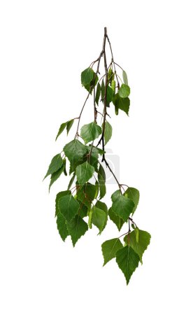 Birch branch with green leaves and young birch buds isolated on white background. Design element for collage or seasonal design, postcards, invitations.