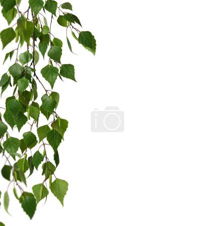 Birch branch with young green leaves and birch buds isolated on white background as a frame.