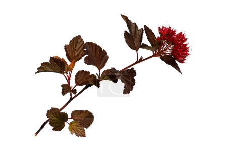Rama del arbusto Physocarpus opulifolius (Barón Rojo) con hojas rojas y frutos aislados sobre un fondo blanco. Elemento para crear collage, diseños, tarjetas botánicas, arreglos florales, marcos.