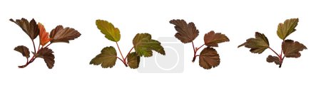 Set mit schönen roten Blättern der Strauch Physocarpus opulifolius (Roter Baron) isoliert auf weißem Hintergrund. Element zur Erstellung von Collagen, Designs, botanischen Karten, Blumenarrangements, Rahmen.