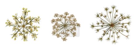 A set of pressed dried wildflowers of umbrella plants isolated on white. Perfect for creating botanical cards, wedding invitations, oshibana, frames, floral arrangements. Flat design, top view.