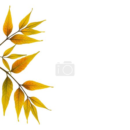 Herbstliches Arrangement von trockenen gepressten Blättern der Esche. Ideal zum Basteln von Collagen, herzlichen Postkarten, Rahmen, Innendekoration. Gepresste Floristik (Oshibana)).