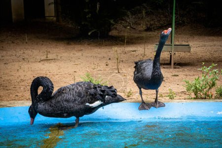 Photo for Black swan couple at the zoo in Marechal Floriano, Espirito Santo state. February 12, 2023. - Royalty Free Image