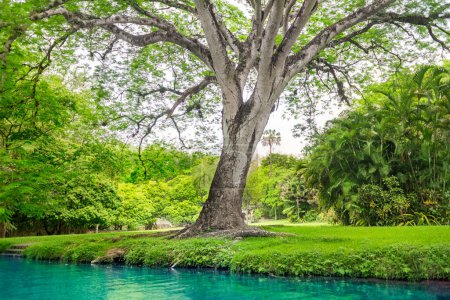 Arbre vert sur la rive de la rivière bleue avec forêt tropicale lors d'une belle journée d'été à San Luis Potosi