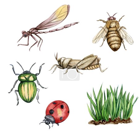 Aquarell illustriertes Set von Insekten, Heuschrecke, Hummel, Libelle. Handgezeichnete Elemente mit Aquarell auf weißem isolierten Hintergrund. Perfekt für Hochzeitseinladungen, Grußkarten, Poster. 