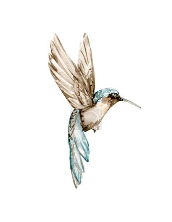 Ilustración de Watercolor set of hand drawn blue ummingbird. Hand-drawn  with watercolour on a white isolated background. Perfect for wedding invitation, greetings card, posters, party decor. - Imagen libre de derechos
