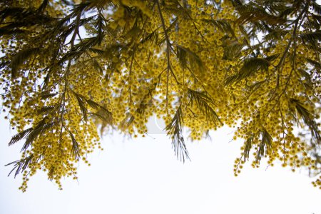 Téléchargez les photos : Floraison de mimosa (Acacia dealbata, agneau argenté) au printemps, fleurs jaune vif, coojong, mimosa à fleurs, ciel bleu - en image libre de droit