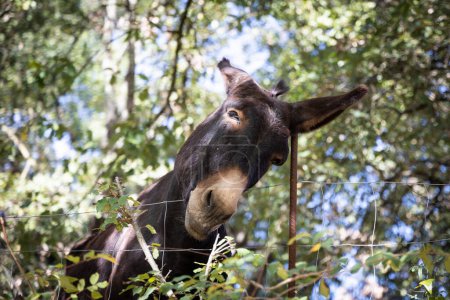Téléchargez les photos : Portrait d'âne se grattant l'oreille avec un bâton de métal, drôle d'âne catalan - en image libre de droit