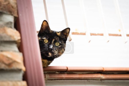 Téléchargez les photos : Drôle de chat noir jette un coup d'oeil par derrière le mur - en image libre de droit