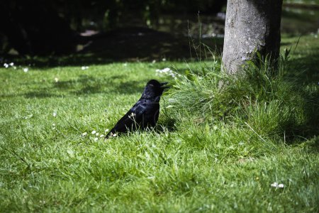 Téléchargez les photos : Corbeau noir sur l'herbe verte au jour ensoleillé, printemps - en image libre de droit