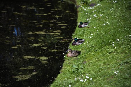 Téléchargez les photos : Trois canards sur l'herbe verte près de l'étang, printemps - en image libre de droit
