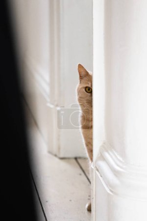 Téléchargez les photos : Drôle gingembre britannique shorthair chat jette un coup d'oeil de derrière le mur - en image libre de droit