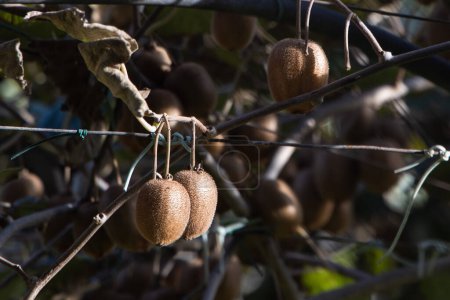 Téléchargez les photos : Kiwi culture de fruits en Nouvelle-Zélande, usine de kiwi frais accroché de près - en image libre de droit