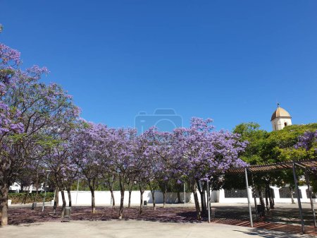 Téléchargez les photos : Jacaranda bleu en fleur, Jacaranda mimosifolia, violette en Espagne - en image libre de droit