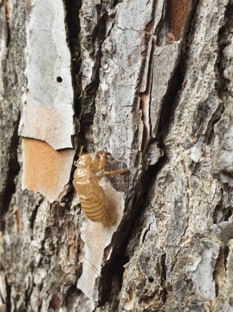 Téléchargez les photos : Cicada exuvia, coquille de cigale sur le pin gros plan - en image libre de droit