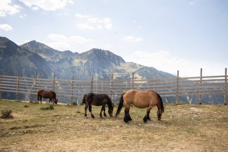 Téléchargez les photos : Chevaux mangeant dans les champs avec les Pyrénées en arrière-plan, chevaux bruns pâturant dans les montagnes en Espagne - en image libre de droit