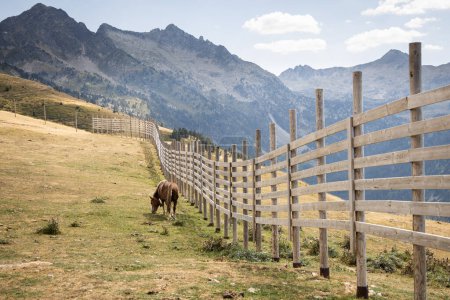 Téléchargez les photos : Un cheval mangeant dans le champ avec les Pyrénées en arrière-plan, pâturage cheval brun dans les montagnes en Espagne - en image libre de droit