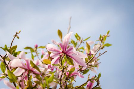 Photo for Pink magnolia flowers in bloom, blossom of magnolia in spring, green tree - Royalty Free Image