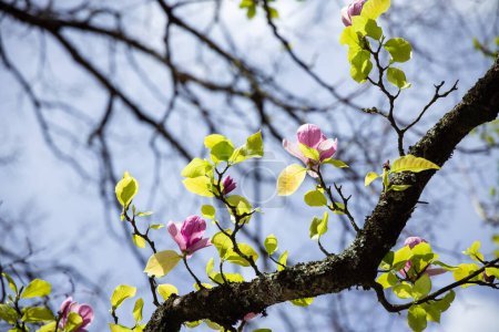 Photo for Pink magnolia flowers in bloom, blossom of magnolia in spring, green tree - Royalty Free Image