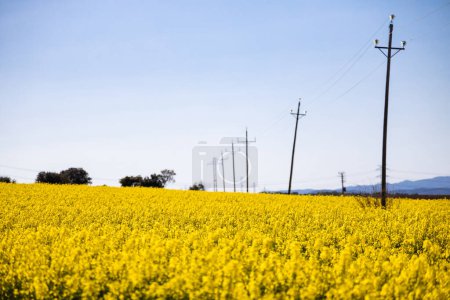 Téléchargez les photos : Champ de colza jaune en été, champ de colza et ciel bleu, Espagne - en image libre de droit