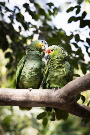Foto de Linda pareja de loros verdes en la rama, dulce dos pájaros verdes besándose - Imagen libre de derechos