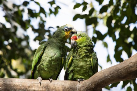 Foto de Linda pareja de loros verdes en la rama, dulce dos pájaros verdes besándose - Imagen libre de derechos