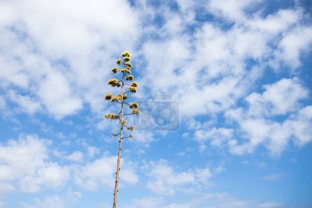 Téléchargez les photos : Grande fleur d'Agave americana, plante du siècle, maguey, fleur d'aloès américaine - en image libre de droit
