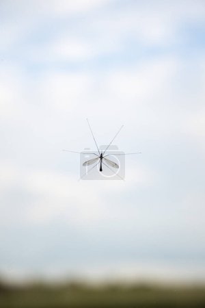 Téléchargez les photos : Mouche de grue sur la fenêtre avec ciel nuageux, moustique avec de longues jambes - en image libre de droit