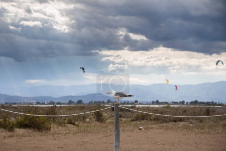 Foto de Un montón de kitesurfistas en el mar con nubes dramáticas antes de la lluvia, kitesurfistas en la playa de trabucador en Delta del Ebro - Imagen libre de derechos