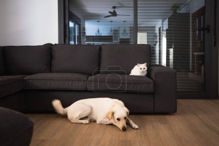 Téléchargez les photos : Petit chat blanc sur le canapé avec un chien blanc en arrière-plan - en image libre de droit