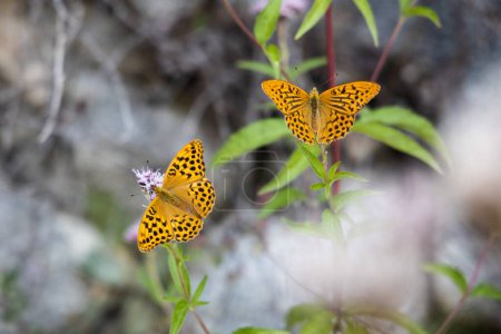 Silver-washed fritillary butterfly on the pink flowers, Argynnis paphia