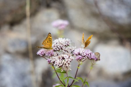 Silver-washed fritillary butterfly on the pink flowers, Argynnis paphia