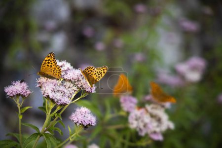 Silbergewaschener Schmetterling auf den rosafarbenen Blüten, Argynnis paphia