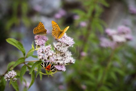 Silbergewaschener Schmetterling auf den rosafarbenen Blüten, Argynnis paphia