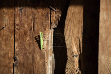 Mantis religiosa verde en la puerta de madera