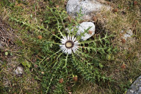 Carlina acaulis, the stemless carline thistle, dwarf carline thistle,  silver thistle, view of white flower from above