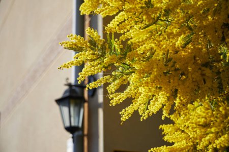 Blühen der Akazie dealbata, der Silberwattle, der Blauwattle, der gelben Mimosenblüte draußen
