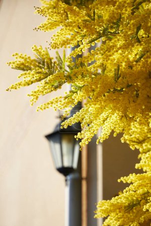 Foto de Florecimiento de acacia dealbata, el vástago de plata, el vástago azul, el árbol mimosa amarillo florecen afuera - Imagen libre de derechos