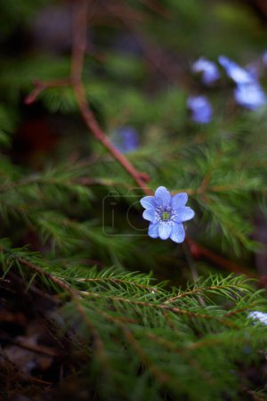 Lylac flower of anemone hepatica, the common hepatica, liverwort, liverleaf, kidneywort, purple flower of pennywort