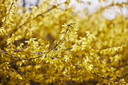 Yellow flowers of forsythia, yellow bush blossom in spring