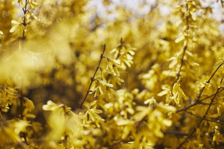 Gelbe Blüten der Forsythie, gelbe Buschblüte im Frühling