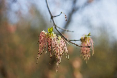 Téléchargez les photos : Boxelder fleurs d'érable au début du printemps, Acer negundo fleur, fleur rose d'érable - en image libre de droit