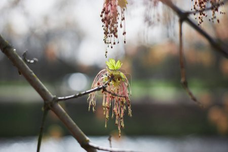 Boxelder fleurs d'érable au début du printemps, Acer negundo fleur, fleur rose d'érable