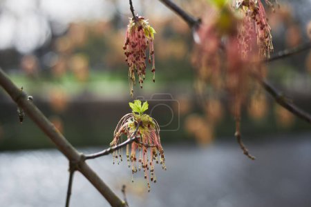 Boxelder maple flowers in the early spring, Acer negundo blossom, pink flower of maple