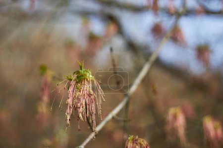 Buchsbaumblüten im zeitigen Frühling, Acer negundo Blüte, rosa Blüte des Ahorns